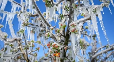 Zirai don sonrası 'fahiş fiyat' girişimleri mercek altında