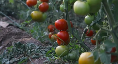 50 metrekareden fazla bahçe ekimini yasakladı
