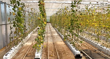 Buca Belediyesi'nin serasına saldırı