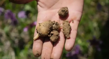 Çiftçiyi zengin eden hasat 