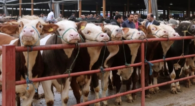 Emeklilik parasıyla dana aldı 3 gün sonra şok oldu 