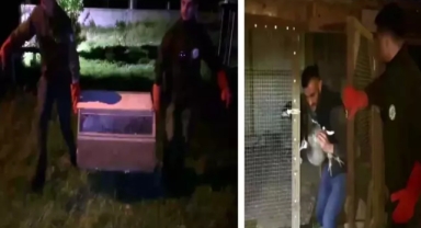 Ev ev değil adeta hayvanat bahçesi 