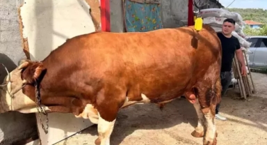 İşte gözü gibi baktığı danasına istediği fiyat 