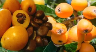 Ölüm hariç her derde deva