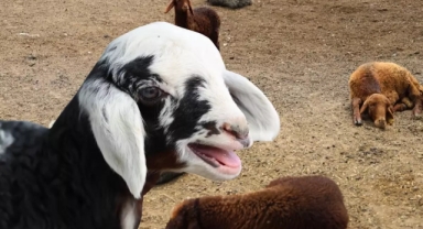 Onlarca koyun aynı anda öldü