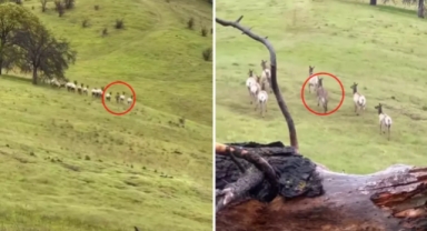 Sahibi umudu kesmişti 