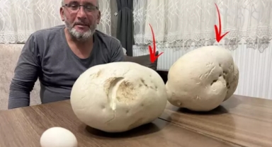 Yürüyüşe çıktığı kırsal alanda dev mantarlar buldu