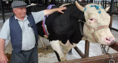 1 ton 200 kiloluk kurbanlık 350 bin TL'ye satıldı