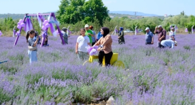 Altıeylül'de Mor Bir Rüya: Lavanta Günleri Başlıyor