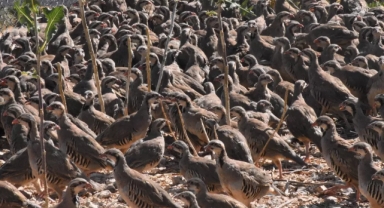 Binlerce keklik doğaya bırakılıyor