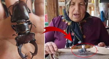 Bu böceği öldürmenin cezası 560 bin TL