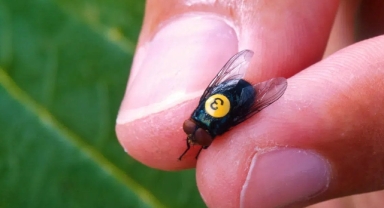 Etçil sinek yeniden yayılıyor