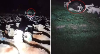 Korku filmini andıran görüntü