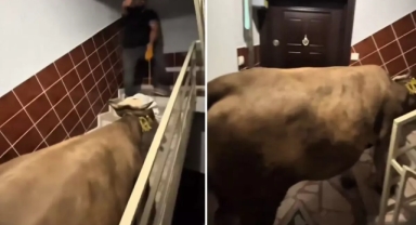 Kurbanlık danaya yaptıklarına bakın 