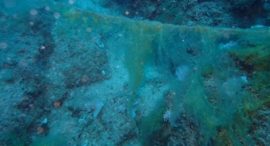 Mersin Körfezi'nde 'dip müsilajı' alarmı