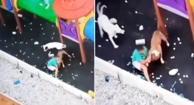 Sokak köpekleri çocuğa saldırdı