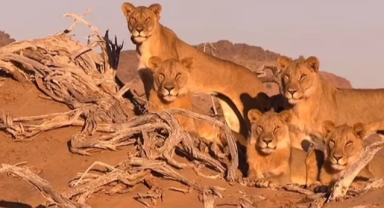  Ünlü iş insanını aslanlar yedi