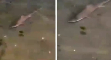 Caddebostan sahilinde köpekbalığı görüldü