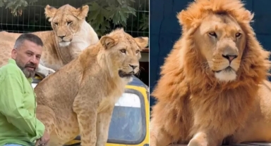 Aslanın sahibinden inanılmaz savunma
