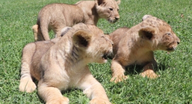 Erdoğan’a Hediye Edilen “Sudan” ve “Nil” Aslanlarının Üçüz Yavrularına İsim Aranıyor