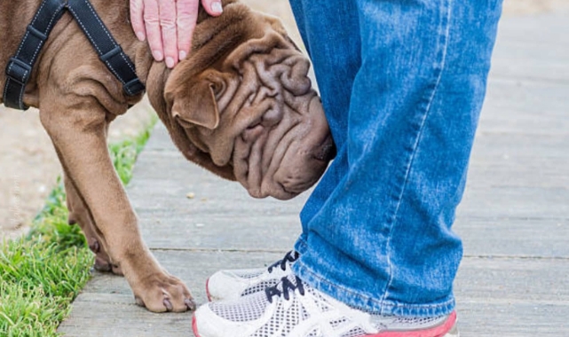 Parkinson’u Köpekler Koklayarak Tespit Edebiliyor: %98 Başarı Oranı!