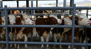 Tüm hayvan pazarları ikinci bir emre kadar kapatıldı