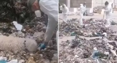 Yeni doğan bebeğini parçalayıp çöpe attı 