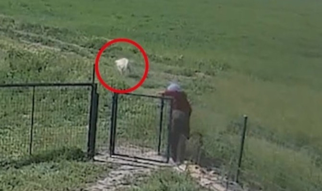 Aksaray'da Vicdanları Sızlatan Olay: Köpek Maya'ya Cinsel Saldırı İddiası