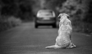 Bakanlık Evcil Hayvanlarını Terk Eden 70 Kişiye 25 Milyon Lira Ceza Kesti