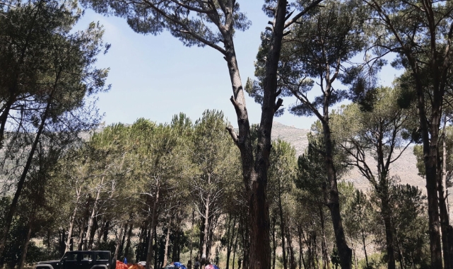 Dinozor Çamı İlk Kez Tohum Verdi: 14 Yılda 70 Sterlin Yatırım, 5.000 Sterlin Kar Getirdi