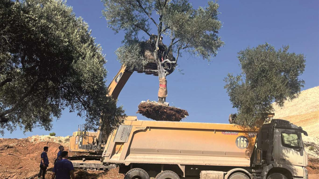 Akbelen’de Zeytinlikleri Kesen YK Enerji’ye TEİAŞ’tan Yaklaşık 700 Milyon TL Teşvik