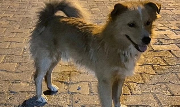 Aydın'da Kaybolan Alzheimer Hastası Kadın, Beslediği Köpeği Aslan Sayesinde Bulundu