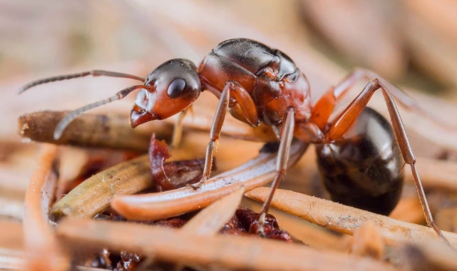 Berlin’de 6.000 Kişilik Konut Projesi “Kırmızı Orman Karıncaları” Nedeniyle Askıya Alındı