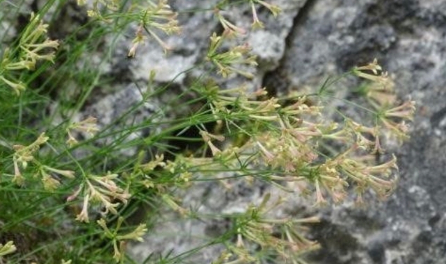 Küre Dağları Milli Parkı’nda Yeni Endemik Tür: “Paflagonya Belumotu” Literatüre Girdi