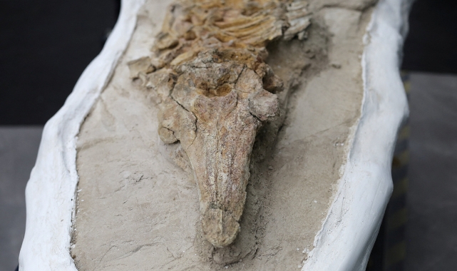 Peru Çölünde 8-12 Milyon Yıllık Yunus Benzeri Fosil İskelet Bulundu