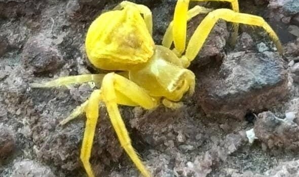 Türkiye’de Nadir Görülen “Sarı Yengeç Örümceği” Elazığ’da Görüntülendi