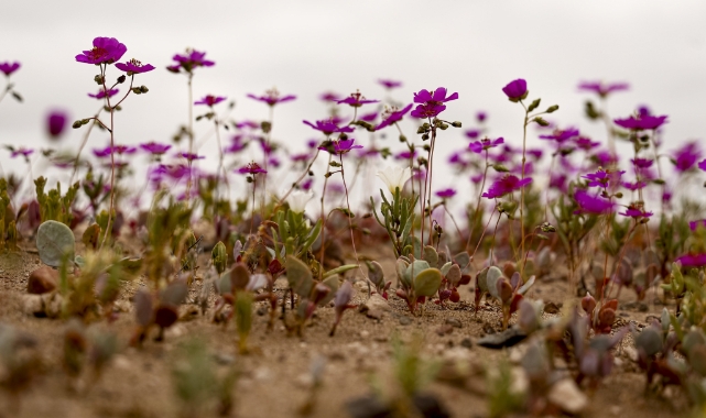 “Atacama Çölü’ne Yağmur Yağdı, Kilometrelerce Mor Çiçek Açtı”