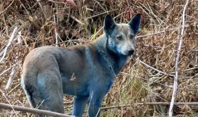 “Çernobil Yakınlarında Mavi Tüylerle Gezinen Köpeklerin Sırrı: Bilimsel İnceleme Başlıyor”