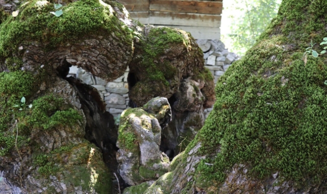 Erzurum’da 300 Yıllık Dut Ağacında “Oturmuş İnsan” Silueti