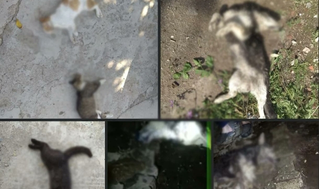 İpsala’da Gizemli Kedi Ölümleri: Klinik Raporları Silahla İşlenmiş Kararını Veriyor