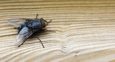 İzmir’de Karasinek İstilasına Tepki: “İlaçlama Yetersiz Kaldı!”
