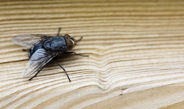 İzmir’de Karasinek İstilasına Tepki: “İlaçlama Yetersiz Kaldı!”