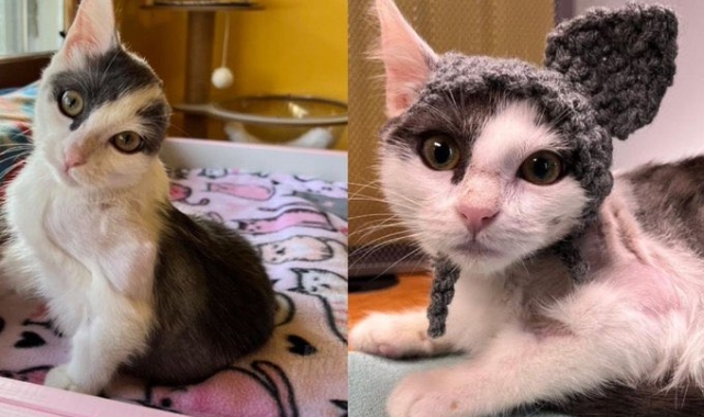 “Örgü Kulakla Yeni Bir Hayat: Tek Kulaklı Kedi ‘Dobby’ Gülümsetti”