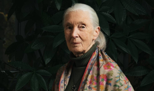 Şempanzelerle yaptığı çığır açıcı çalışmalarla tanınan Jane Goodall, 91 yaşında vefat etti