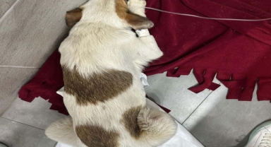 Bodrum'da Şok Eden Hayvan Katliamı: 85 Yaşındaki Saldırgan, Av Tüfeğiyle 2 Yavru Köpeği Vurdu!