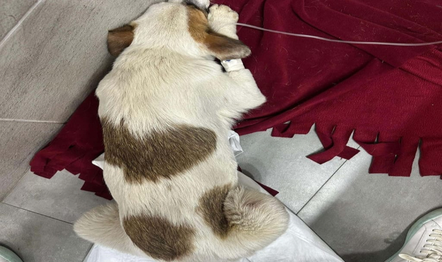 Bodrum'da Şok Eden Hayvan Katliamı: 85 Yaşındaki Saldırgan, Av Tüfeğiyle 2 Yavru Köpeği Vurdu!