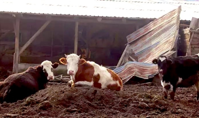 Bolu’da Şap Alarmı: 18 Köy ve 4 Mahalle Karantinaya Alındı