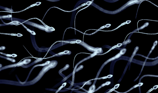 Danimarka'da Sperm Bankalarından 'Süper Donör' Arayışı: IQ Testi ve Bebeklik Fotoğrafı İsteniyor