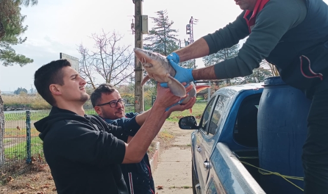 Edirne'de Nesli Tehlike Altındaki Dev Mersin Balığı Yakalandı