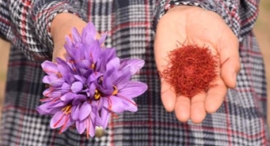 Eşinin Tedavisi İçin Aradığı Safranı, Şimdi Kendisi Üretiyor